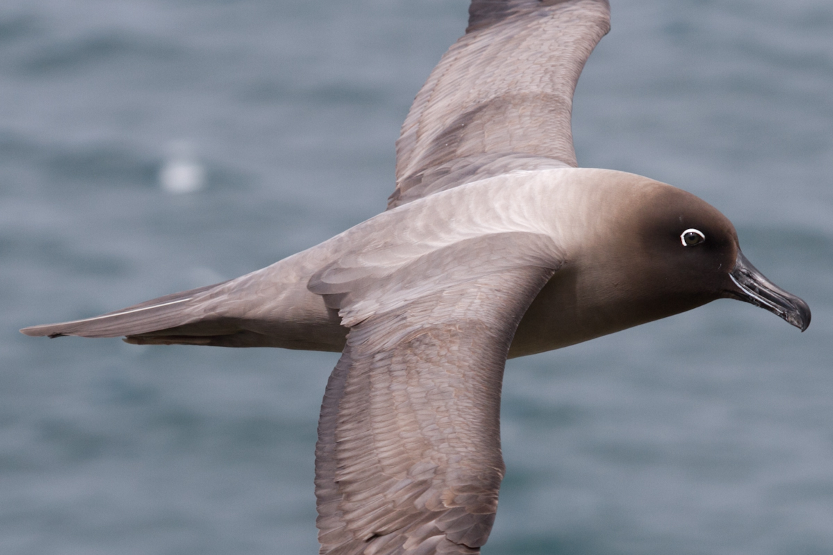 1/2 Post Doc in movement ecology  - 9 months start June/July; using data collected by novel logger -GPS, Accelero, Magnetometer, Wind, Pressure, Infrasound on #seabirdsound @hfsp grant. Email/PM for more info - see next tweet for COVID19 equality modifications