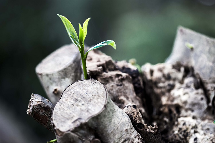 NRInstitute's tweet photo. As part of a new series of opinion articles by #NRI scientists discussing the possible impacts of #covid19, Prof Valerie Nelson considers how accountable &amp; regenerative systems are needed to overcome a number of #globalchallenges. Read more here 👉https://t.co/Q7MHtnqPI6 https://t.co/uhmSRf5nVn