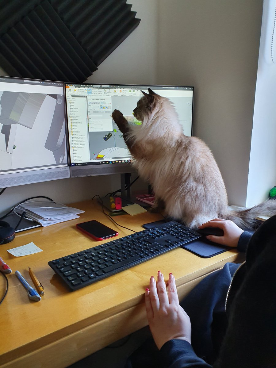 ablemarrow's tweet image. Yesterday, Catto was 'helping' the missus with her work..... 1/2