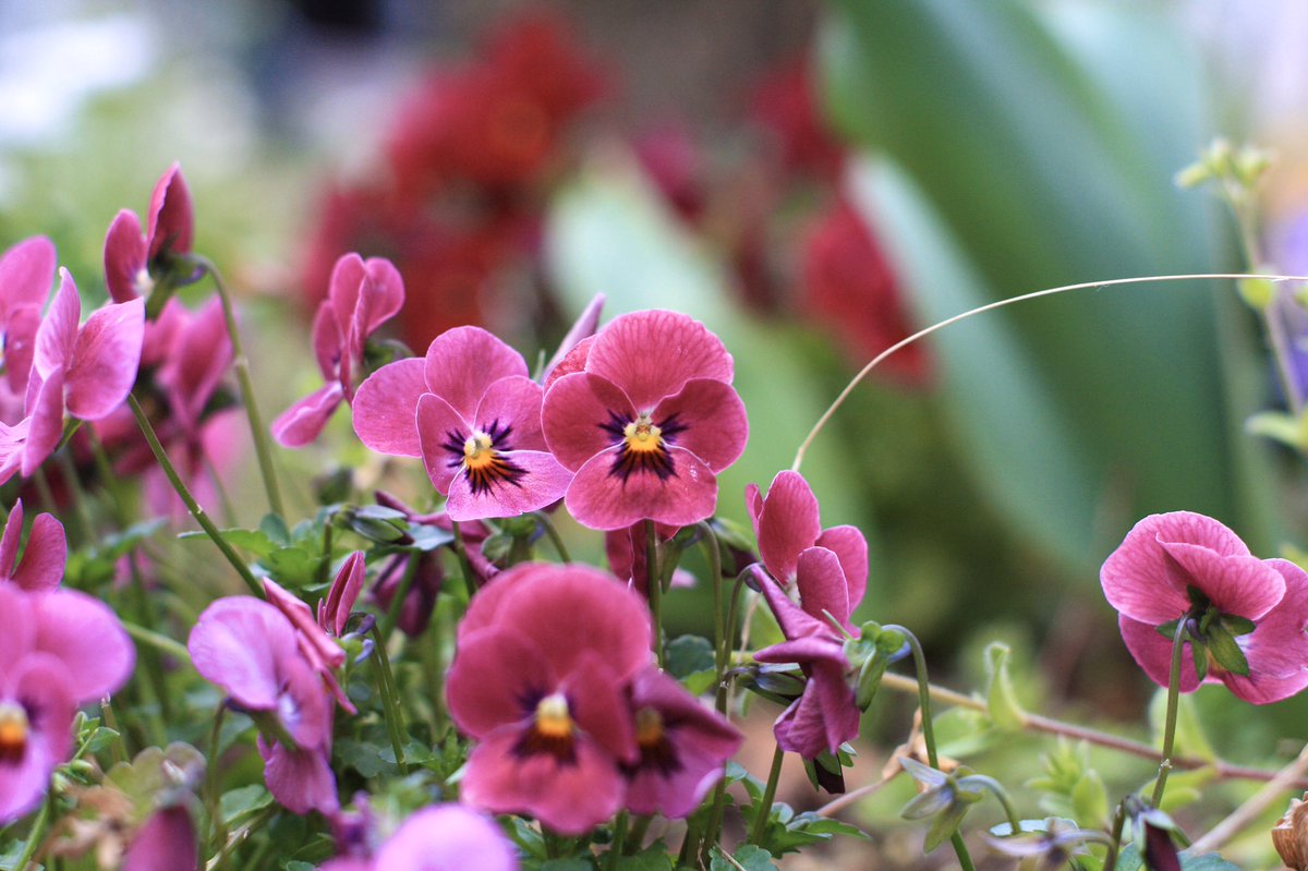 Cozy Room على تويتر 雑念を払って 静かな心で瞑想やヨガ ストレッチをしたいときに イランイラン パチュリ シダーウッド 花と樹木の深みのある香りが 意識を落ち着け 洗練された時間の過ごし方を提案します アロマブレンド 睡眠前のリラックスタイムに