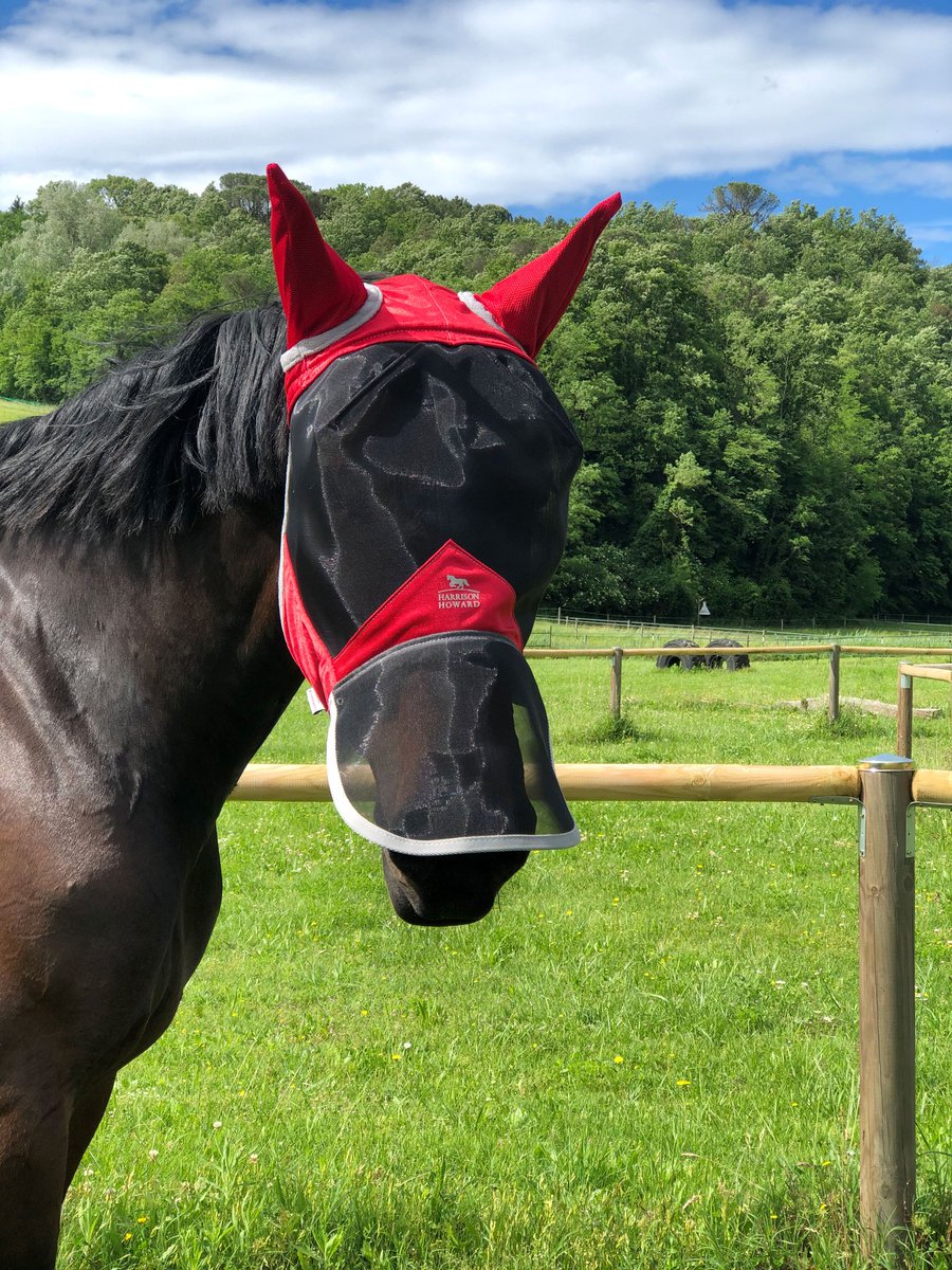 HHequestrian's tweet photo. Passionate red. https://t.co/CASqbIjRLM
