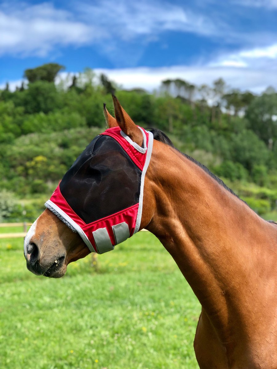 HHequestrian's tweet photo. Passionate red. https://t.co/CASqbIjRLM