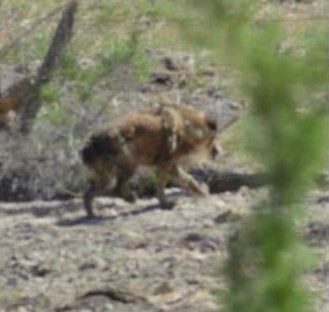 The bulletproof wolf of Skinwalker ranch: In Navajo culture a skinwalker (yee naaldlooshii) is one who can transmogrify into another creature. In 1994, ranch owner Terry Sherman reported sighting a "huge" wolf, walking both upright or crookedly on all fours...cont: