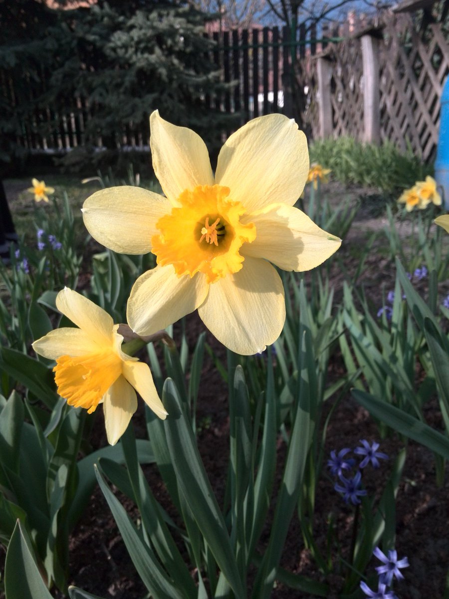 bk_l08's tweet photo. daffodils in the garden ☀️

#garden #daffodilday #daffodil #nárcisz #narcissus #springtime #springflowers #flowerlover #picoftheday #plantlover #gardencheck #flowercheck #sunny #gardening #yellow #WednesdayVibes https://t.co/xkdLXcrosW