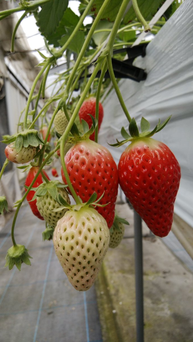 あっけら貫刃帖の作者の小林ゆきが今年の一月に亡くなっていた Togetter