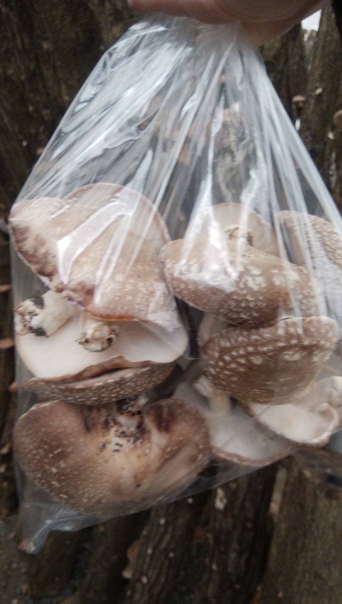 あっけら貫刃帖の作者の小林ゆきが今年の一月に亡くなっていた Togetter