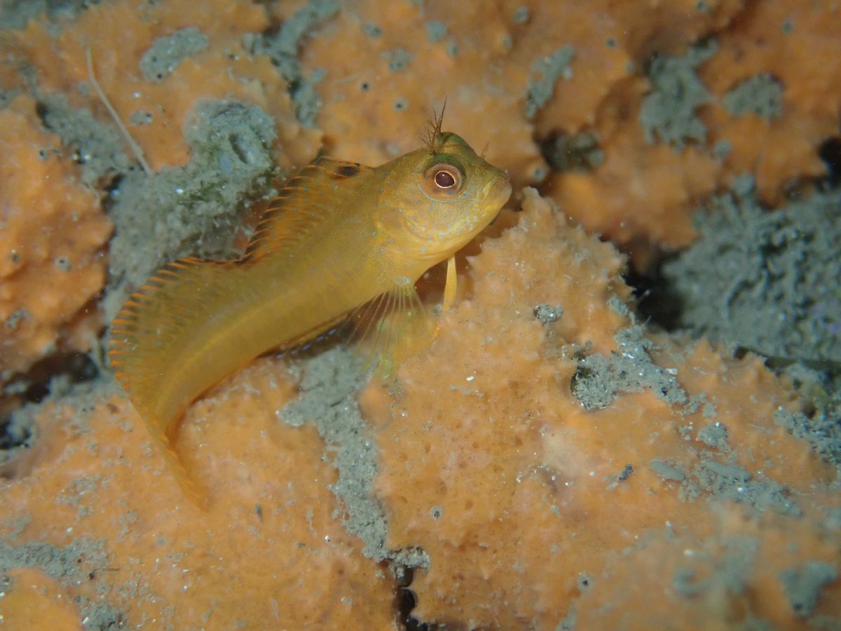 ClaassensLouw's tweet photo. Ok #blennie experts! Do these #critters change colour rapidly? This guy changed from golden yellow to the black stripe within 30 min. In the wild, they are found in both colours - the yellow usually with the yellow sponge. #cryptobenthic #tinyfish #blennies #parablennius https://t.co/3p5mDZir6h