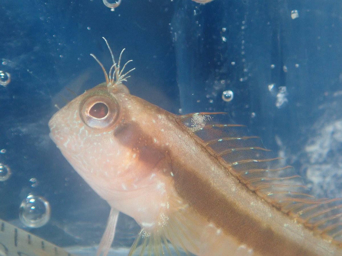 ClaassensLouw's tweet photo. Ok #blennie experts! Do these #critters change colour rapidly? This guy changed from golden yellow to the black stripe within 30 min. In the wild, they are found in both colours - the yellow usually with the yellow sponge. #cryptobenthic #tinyfish #blennies #parablennius https://t.co/3p5mDZir6h