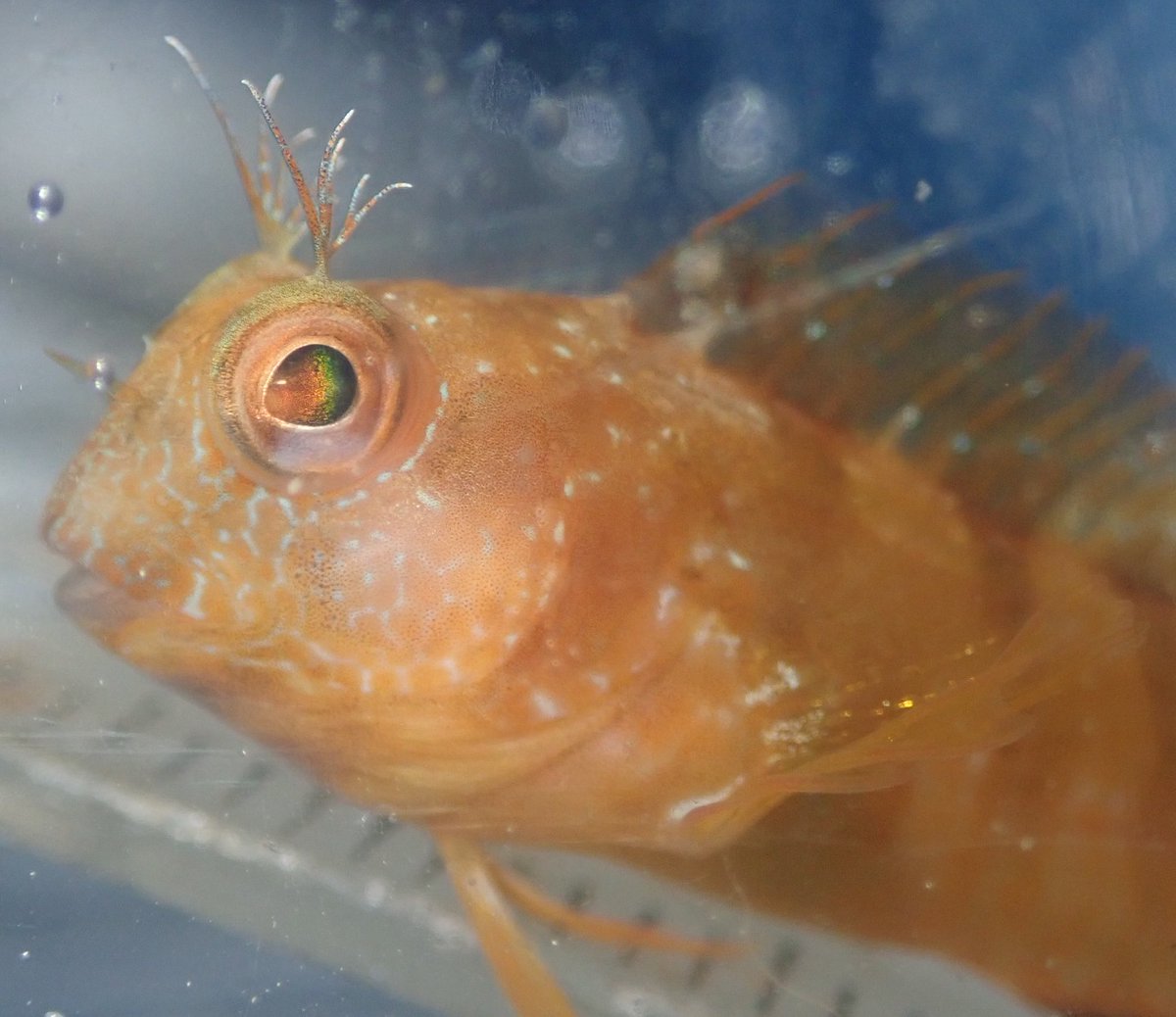 ClaassensLouw's tweet photo. Ok #blennie experts! Do these #critters change colour rapidly? This guy changed from golden yellow to the black stripe within 30 min. In the wild, they are found in both colours - the yellow usually with the yellow sponge. #cryptobenthic #tinyfish #blennies #parablennius https://t.co/3p5mDZir6h
