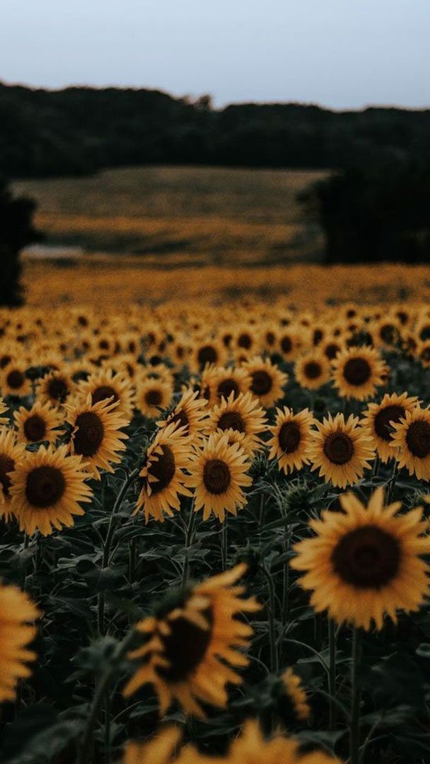 💛ЦЕПОЧКА ТВИТТЕРСКИХ В ЧЕСТЬ 200 ЧИТАТЕЛЕЙ💛

Условия:

🌼Читай меня(я взаимная:))
🌼Делай ретвит
🌼Читай ретвитнувших
🌼Радуйся новым читателям

/шуточки про 0 рт)0/
#цепочкатвиттерских #цепочкафолловеров