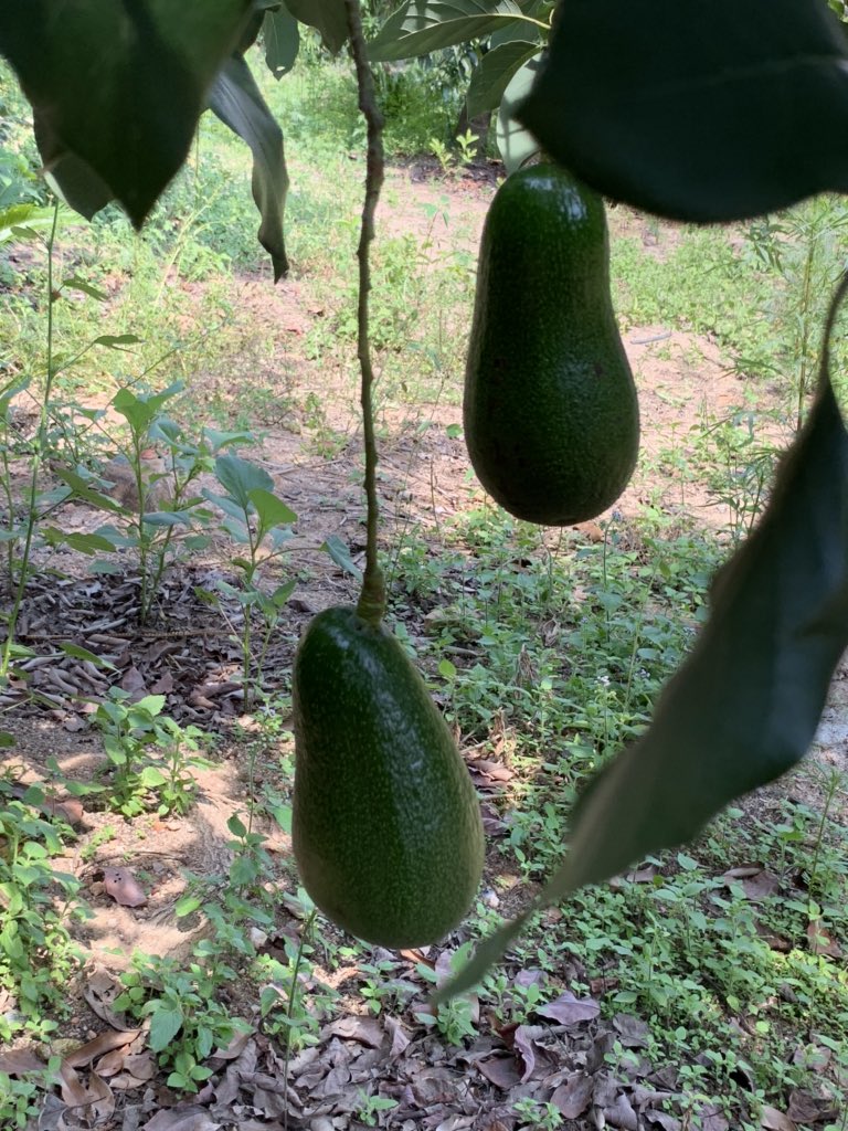 TheoDJager's tweet photo. Red Fuerte is a very rare variety of avocado of which I’m fortunate to have an orchid. Three weeks to harvest, there is a very good crop on the trees. Organically grown, the fruits are clean and well developed https://t.co/TG2DcvQeIZ