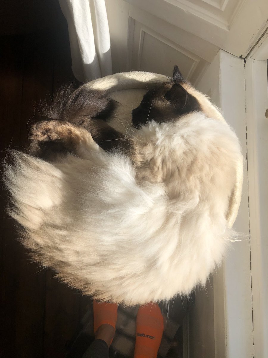Cat pose #002 #firefox #catposecatalogue #ragdoll