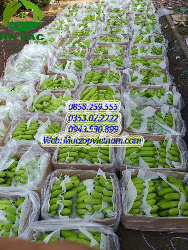 MutXopGiaRe's tweet photo. Mút Xốp Bọc Lót Chuối Xuất Khẩu https://t.co/Ybn7sg4ltJ https://t.co/ZtzZkUZy3S