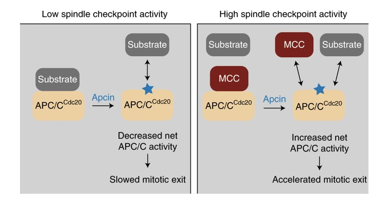 Okolabgroup's tweet photo. Apcin causes either net APC/C inhibition or net APC/C activation, depending on context. Check out this nice work by @harvardmed w/@UNC @MPI_Biochem @StJudeResearch by using our #cageincubator on a @NikonInst inverted set-up for long term #timelapseimaging https://t.co/ACp4scs2nx https://t.co/IwxtTaVa7C