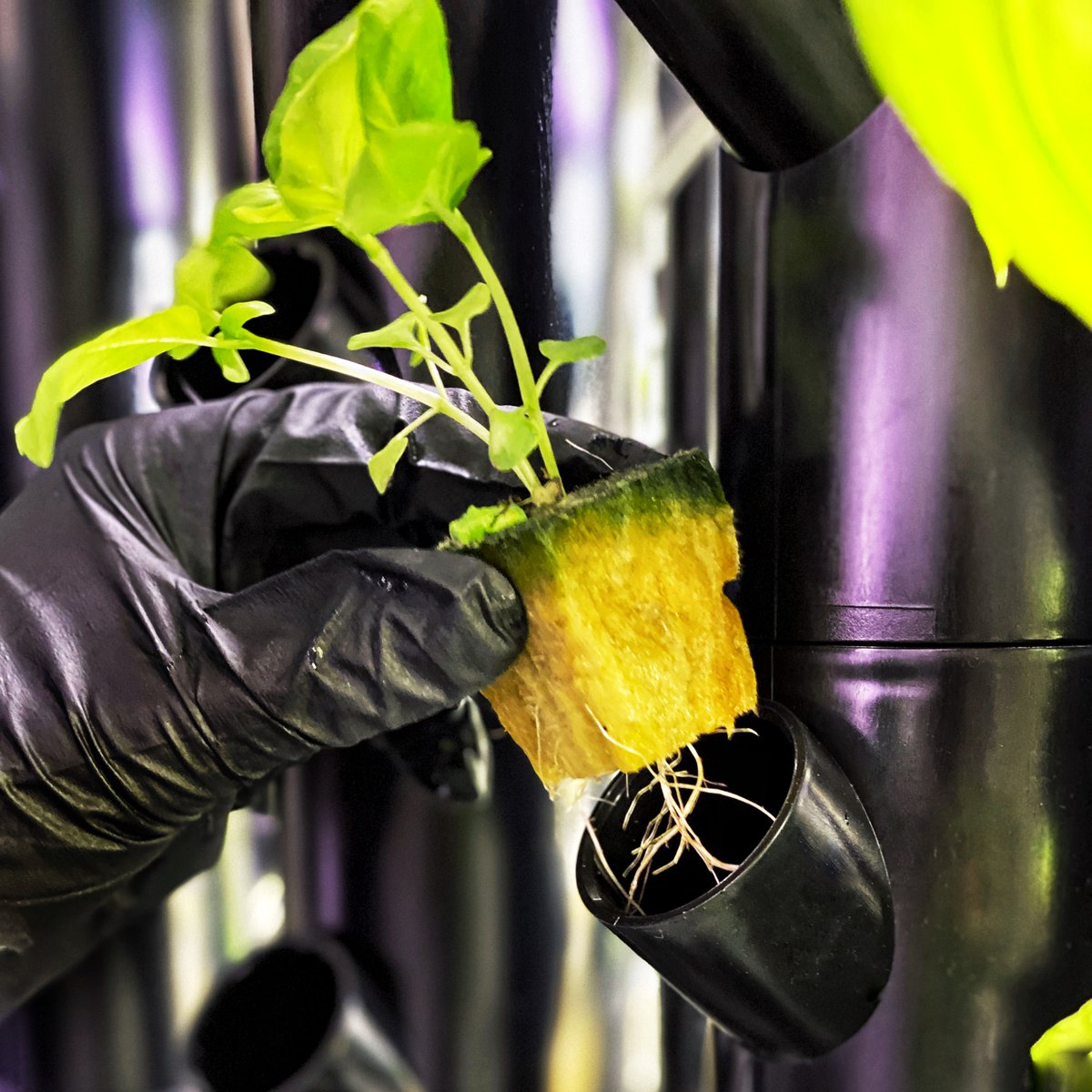 grootsfarming's tweet photo. Indoor farming allows us to operate unaffected by climate or any other external variables 🚫 For @grootsfarming  farms there are no pests, frosts or droughts. We have year-round best season 🌱

#verticalfarming #indoorag #groots #futureofffarming #sustainability #noplanetb https://t.co/eCFX93u6QC