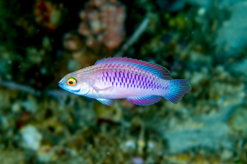 hanbrittain's tweet photo. Belated Marine Monday! The Vibranium Fairy Wrasse, spp name Cirrhilabrus wakanda, is a new species discovered in 2019. Its scientific name is a nod to Marvel’s mythical East African nation of Wakanda, home to Black Panther.
#marinemonday #marvelsofnature #wakandafoverer https://t.co/K5CiQ5b3iv