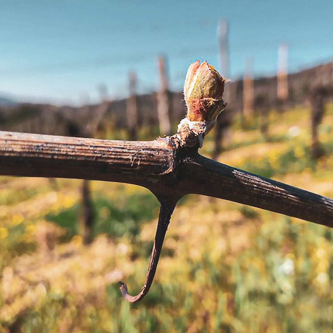 FrescobaldiVini's tweet photo. These tiny, tender and delicate buds hide all the strength of the vine.
#LifeGoesOn #EssentiallyPositive #Frescobaldi #Frescobaldivini #CastelloPomino https://t.co/UUgtXzt04v
