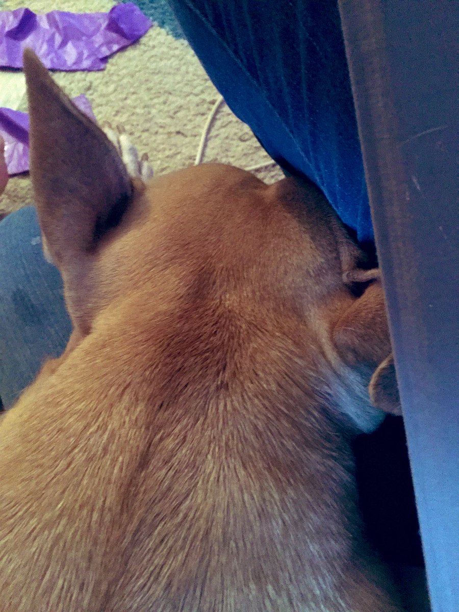 mymoomoo22's tweet photo. Oh I’ve missed you so....beautiful girl visited me, made my day today , she thinks she’s a lap dog #sheisnot 😊🐶❤️ #pitbull #AdoptDontShop #rescuedogs #visitagainsoon #SelfIsolation #coronavirusau #COVID19au #dogsrule https://t.co/eiea1hEY58