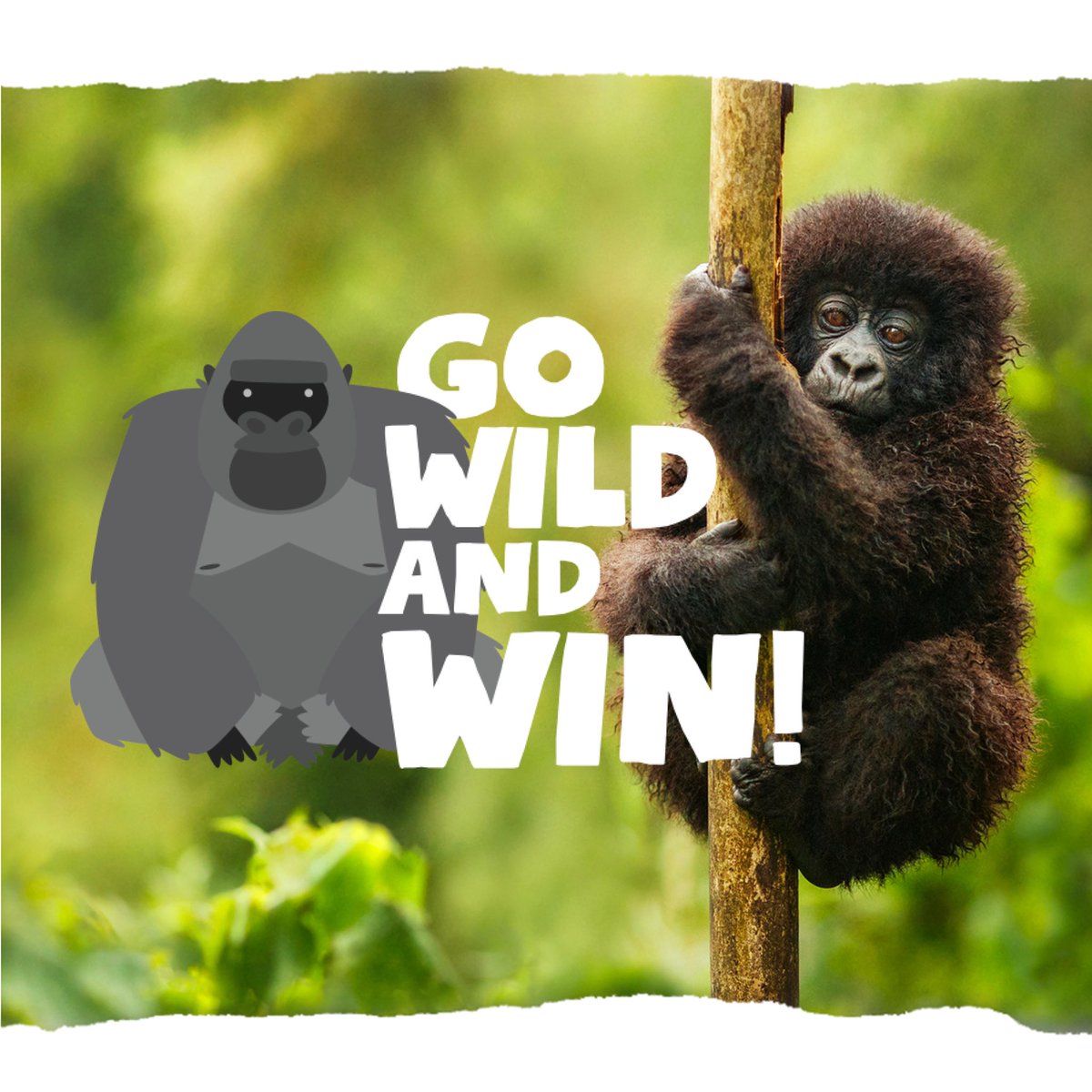 silverbackchat's tweet image. Calling all budding #Designers! #free fun download activities + win a £50 voucher &amp;amp; #SilverbackPack to keep your little ones occupied whilst you WFH! Design a poster/presentation on endangered animals! For more details head over to: bit.ly/3dIyMJc #competiontime