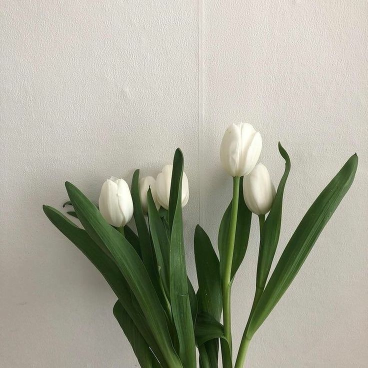 _flower_1234_'s tweet photo. ดอกทิวลิปสีขาว หมายถึง ฉันเสียสละทุกอย่างได้เพื่อคุณ รักที่ไม่หวังผลตอบแทน
:ผมรักคุณแต่ผมก็อยากให้คุณเจอสิ่งที่ดีกว่าผมถึงผมจะไม่ได้อะไรเลย"เเม้เเต่หัวใจของคุณ" https://t.co/EpaSSaQjSV