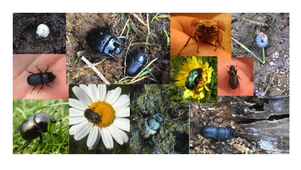 British Scarabs tweet media