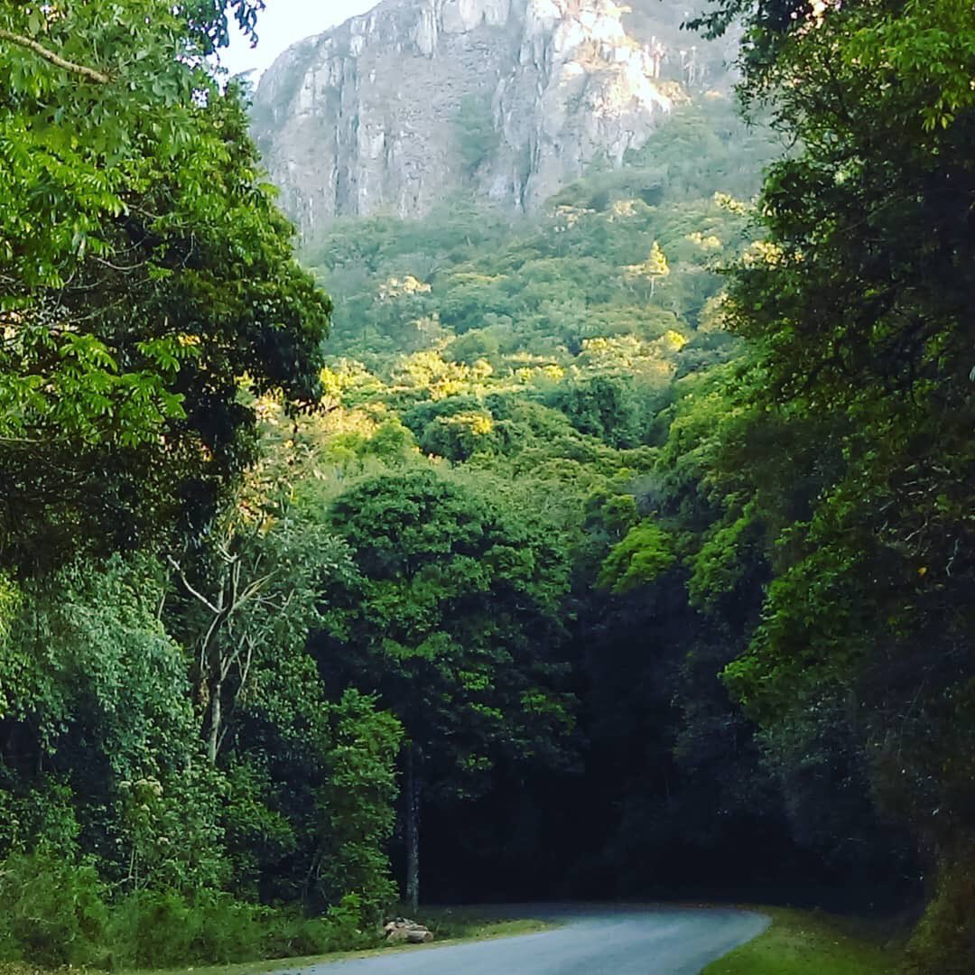 Travel Guy on Twitter: "#21Days21Destinations Day 3: 📍Vumba 🇿🇼 The Vumba misty mountains are a precious gem, hidden in the Eastern Highlands and are a must-see destination. The microclimate, fresh air, mist,