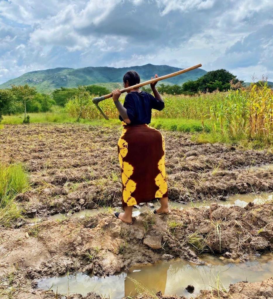BaV2018's tweet photo. Tuzingatie kilimo kwani ndio uti wa mgongo wa taifa letu https://t.co/zWpqhmdseB