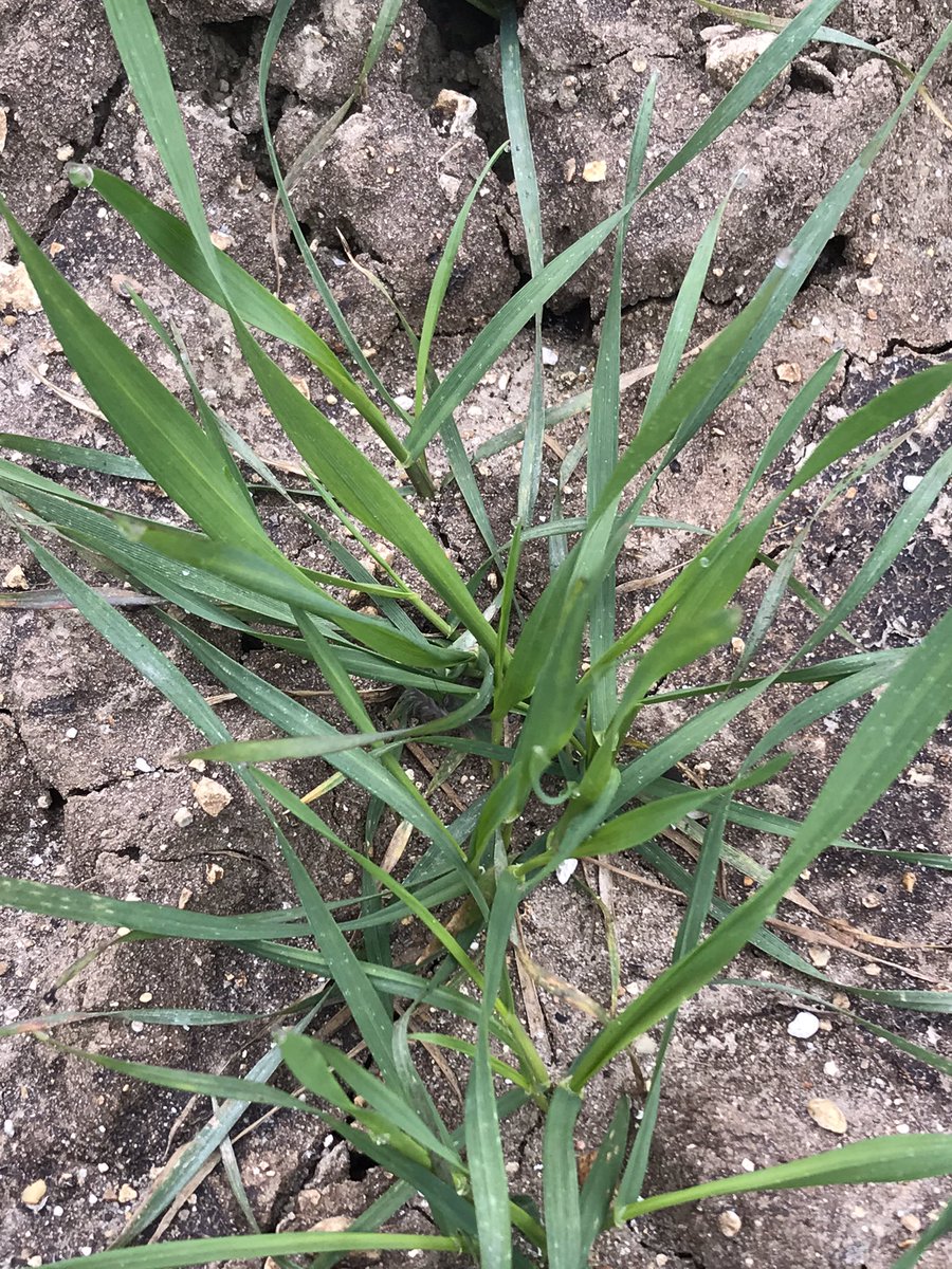 JimScarratt's tweet photo. First year using @FutureBiogas digestate on wheat, it seems like there’s a big difference looking at the bits that couldn’t be reached with the boom. Plant size quite different from that of bagged N @Seb_eds #digestate #tickstheboxes https://t.co/TNsnLpJ9tA
