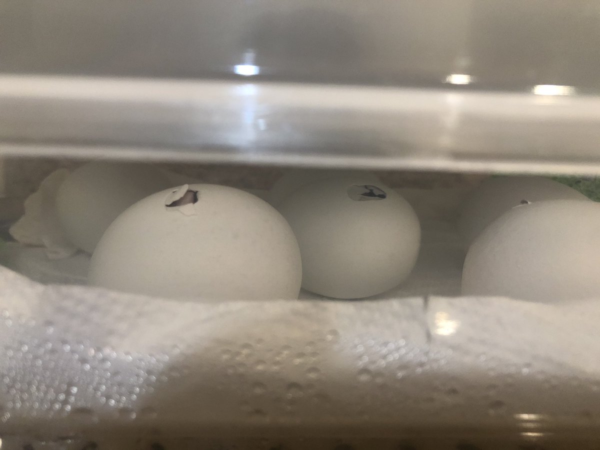 Mrs. Kording tweet media