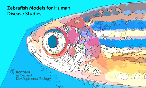 FrontCellDevBio's tweet photo. 📢 New call for Papers!

#Zebrafish Models for Human Disease Studies

Edited by Drs Liqing Zang, Norihiro Nishimura, Vincenzo Torraca and Yasuhito Shimada

Deadline November 2020
info: https://t.co/QB3W7t79cn

#DiseaseModel #ZebrafishModel #CellDevBio https://t.co/LsOzp31xdF