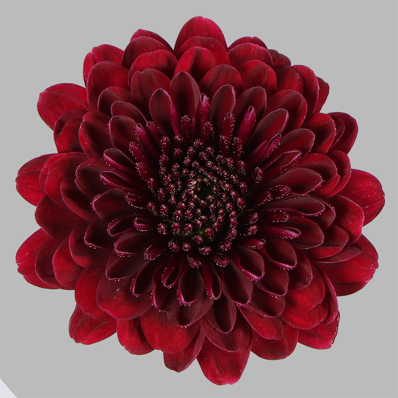 Floritec tweet media