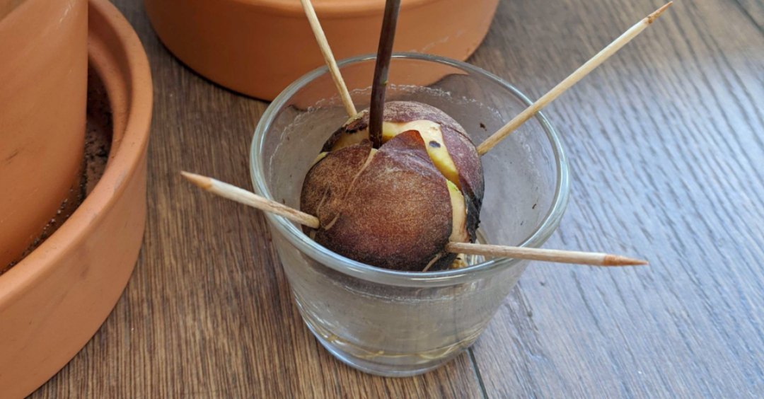 wegomajor's tweet photo. One thing you must know about us is that we love plants and fruit, of any kind. We even have an avocado that somehow keeps on growing and growing everyday at our office! We love nature. Period. ๐ข๐ฅ๐ #missouroffice #wfh #officeplants #lifeatmajor #majorstudio #avocado https://t.co/pkJzK2RT6K