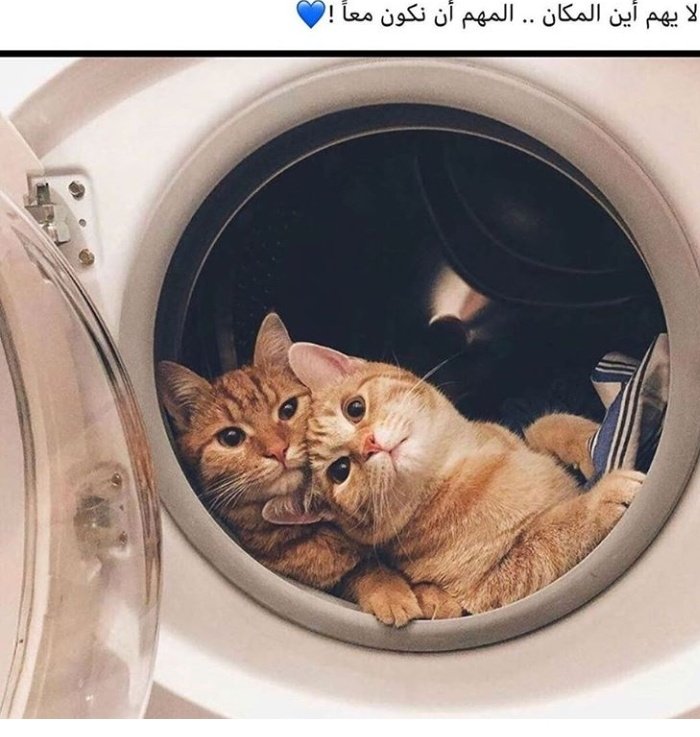 💜👀😹