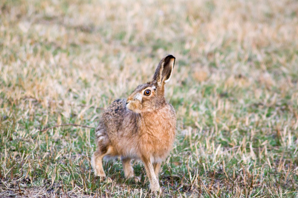 ⁦<a href="/BBCSpringwatch/">BBC Springwatch</a>⁩ #hare - one from the past! ⁦@PeelOnline⁩