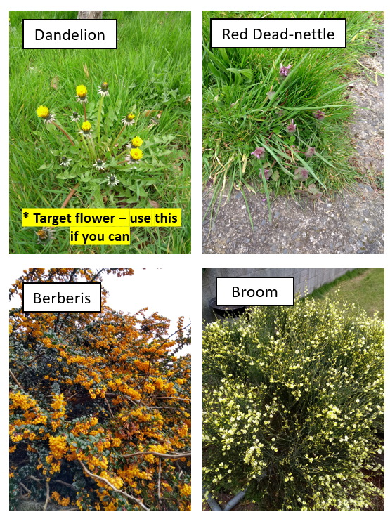 PollinatorPlan's tweet photo. Flower-Insect Timed Count (FIT Count) - watch a patch of flowers in your garden for 10 minutes and count how many insects visit https://t.co/C3c80xUIX9 Have these picked out in my garden - just need the sun to come out and the temperature to reach at least 13C! https://t.co/Yhxp0EfMwZ