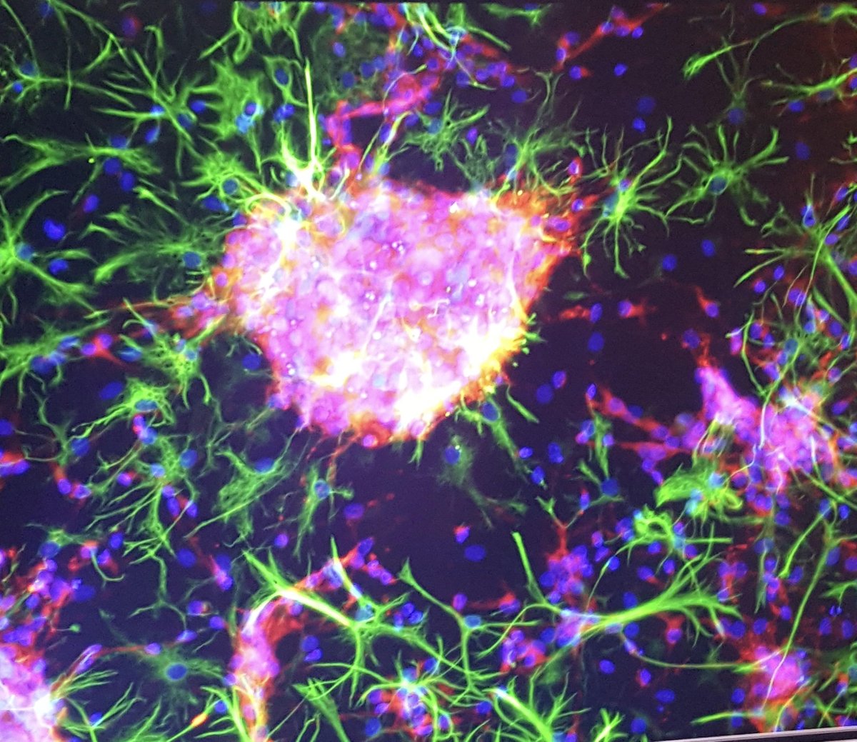 Stoking Curiosity tweet media