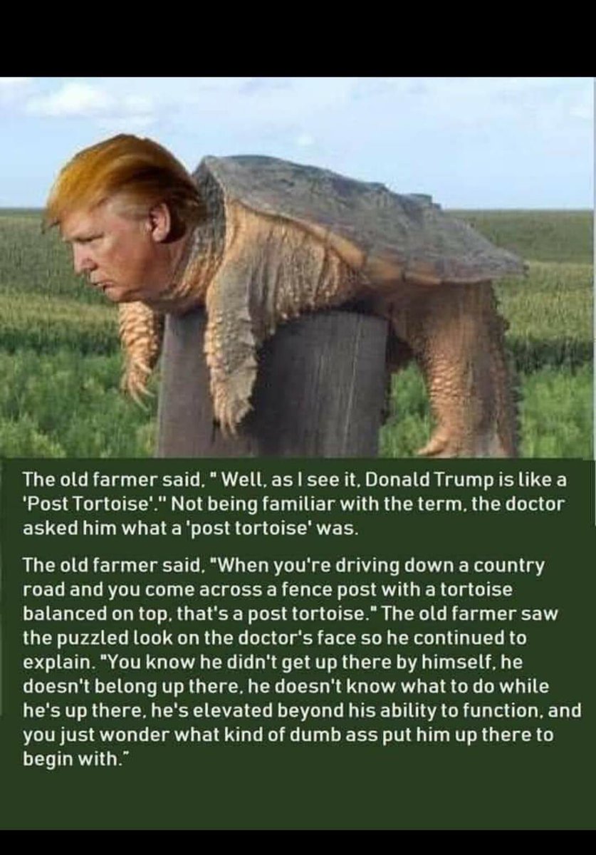 Donald Trump is like a 