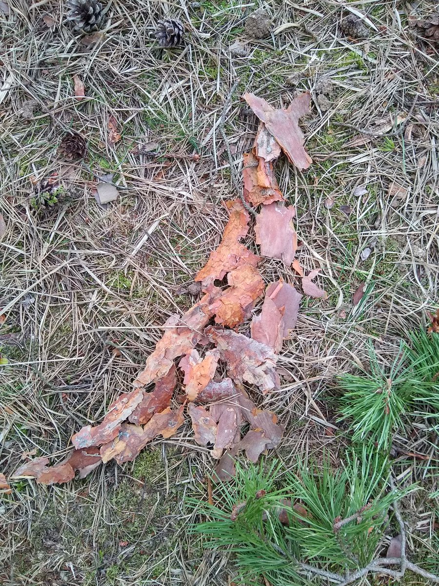 TheOtherMcClane's tweet photo. I've been told that this collage doesn't count as 3D. Having had to work the bark around pieces of grass and given that the wind kept trying to wipe it all out, I feel it is b/c that wouldn't happen to 2D stuff... Right? #birdword gauntlet thrown. https://t.co/fzCG8cXw57