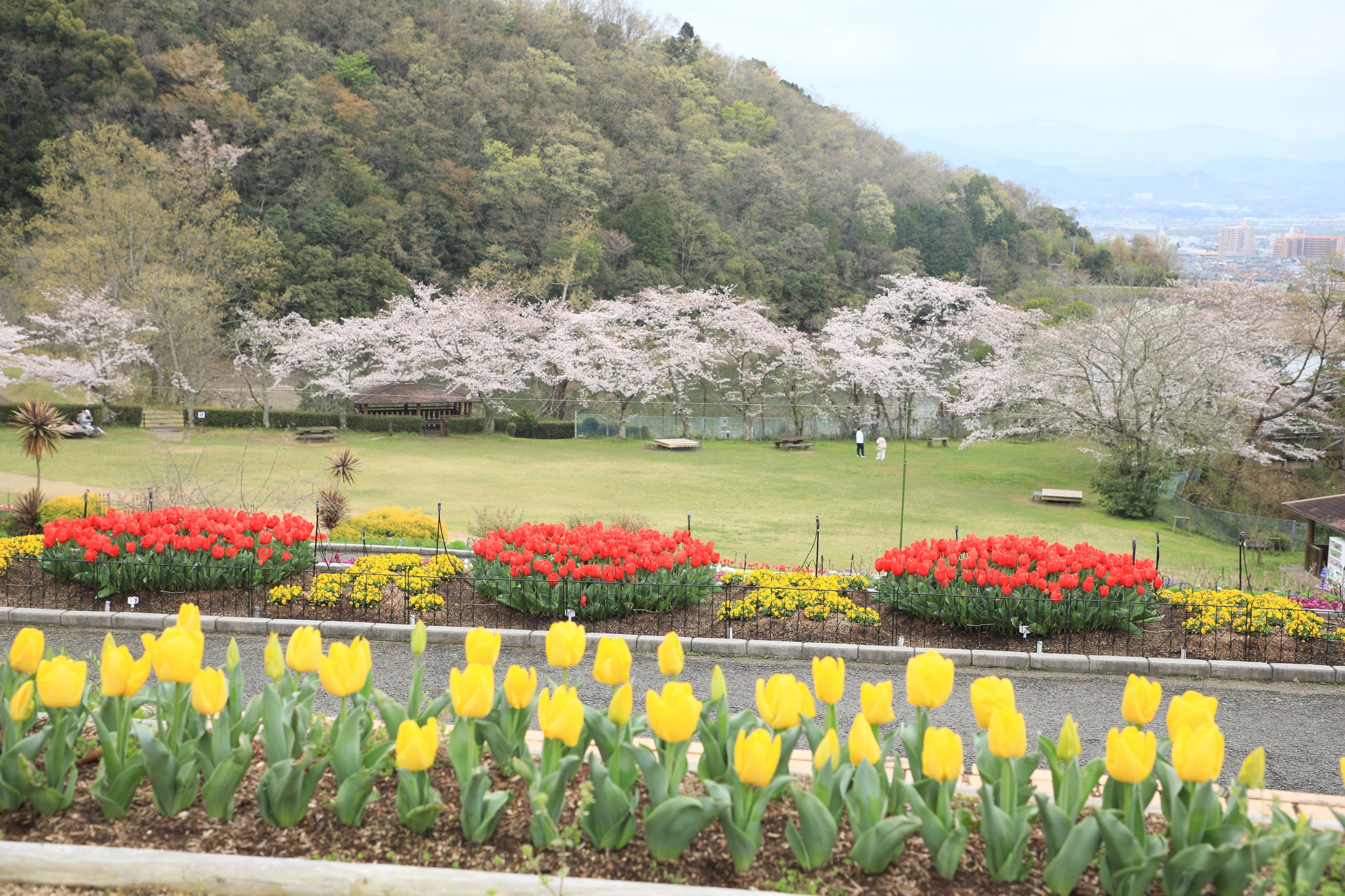 ようお詣りです 和歌山緑化センターも桜が満開でした チューリップとのコラボ きれいでした 和歌山緑化センター 和歌山県植物公園 入場無料 桜 チューリップ 年3月30日 T Co Hjesskvudc Twitter