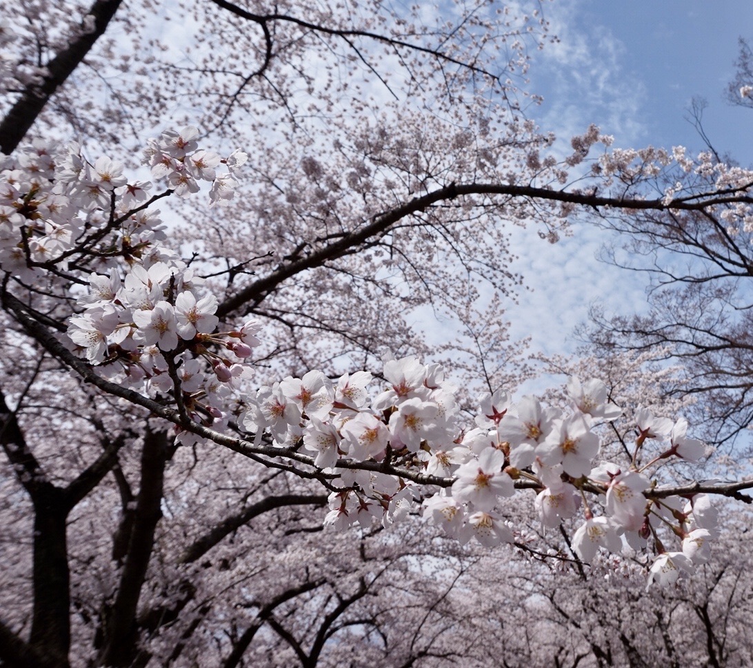 「庭に桜がありまして…#エイプリルフール 」|金銅鉄夫のイラスト