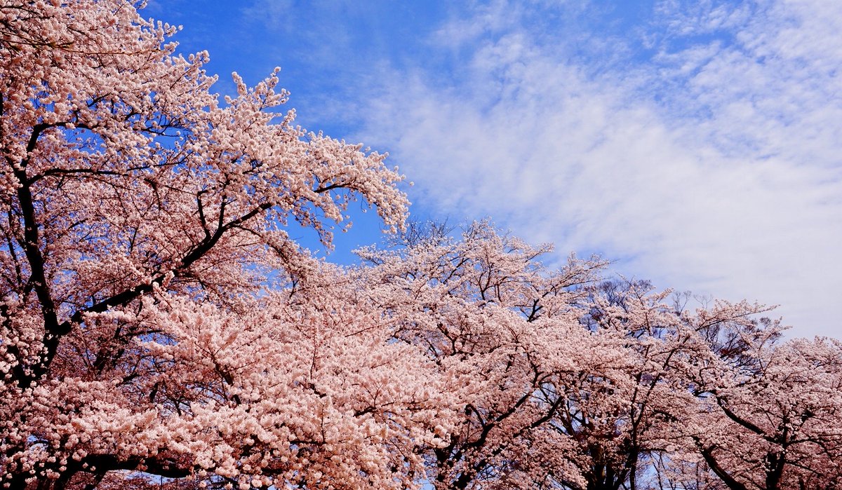 「庭に桜がありまして…#エイプリルフール 」|金銅鉄夫のイラスト