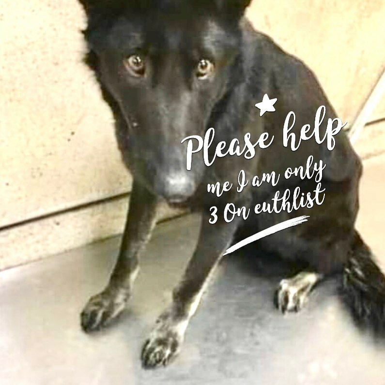 kaylamarie413's tweet photo. Beautiful girl needs #rescue from high kill shelter. Daisy May 3 yrs #A1576294 black #GERMANSHEPHERD #Riverside #CA  951-358-7387 x1x2x9 #hurry #PleaseRT @msMorgan1968 @MoishesMom @straysneedlove @Ash_Pro1 @57Isamaria @EMluvsPibbles @Hbowman1H @chortletown https://t.co/C9TBEClHyo