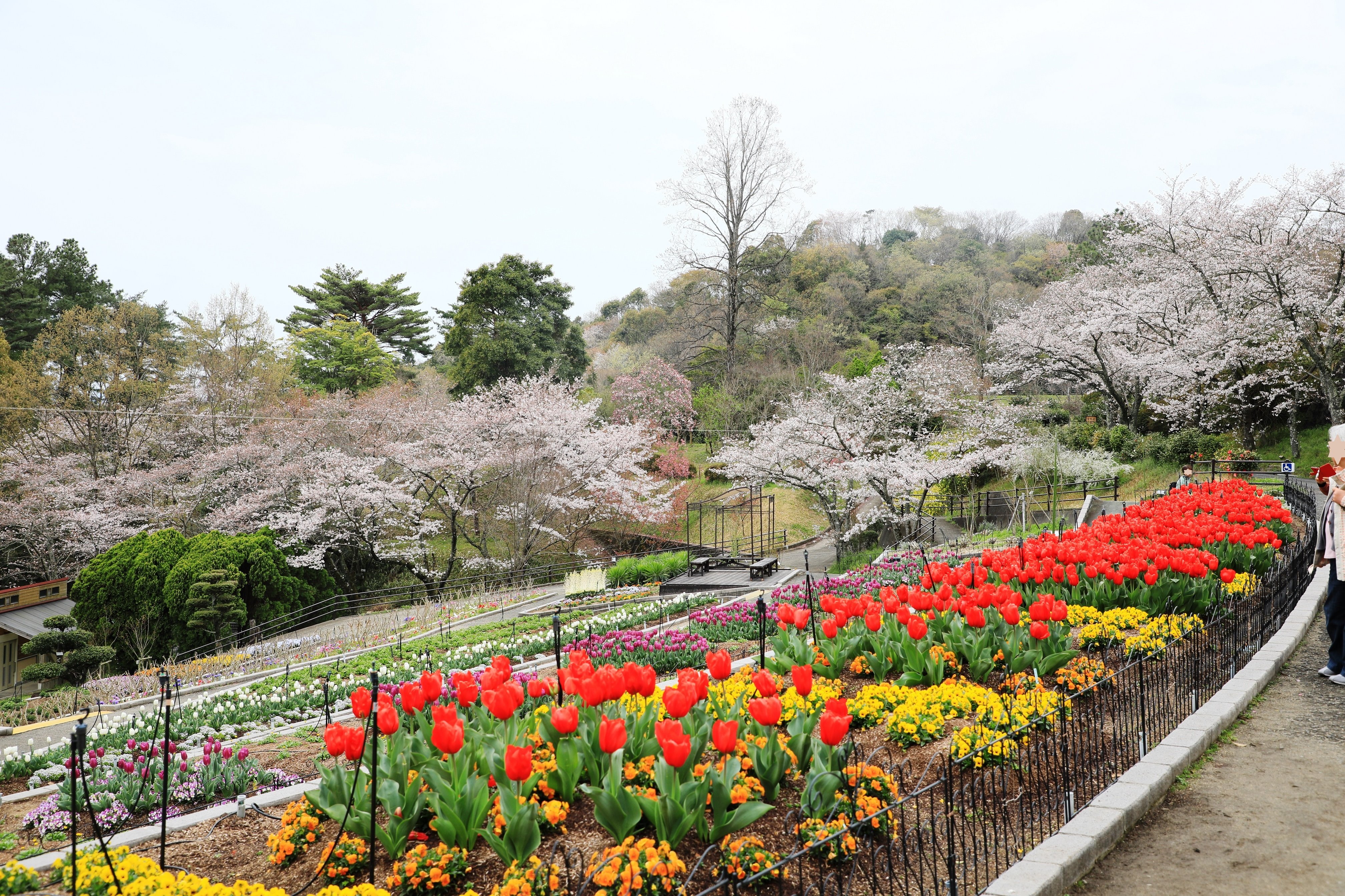 ようお詣りです 和歌山緑化センターも桜が満開でした チューリップとのコラボ きれいでした 和歌山緑化センター 和歌山県植物公園 入場無料 桜 チューリップ 年3月30日 T Co Hjesskvudc Twitter