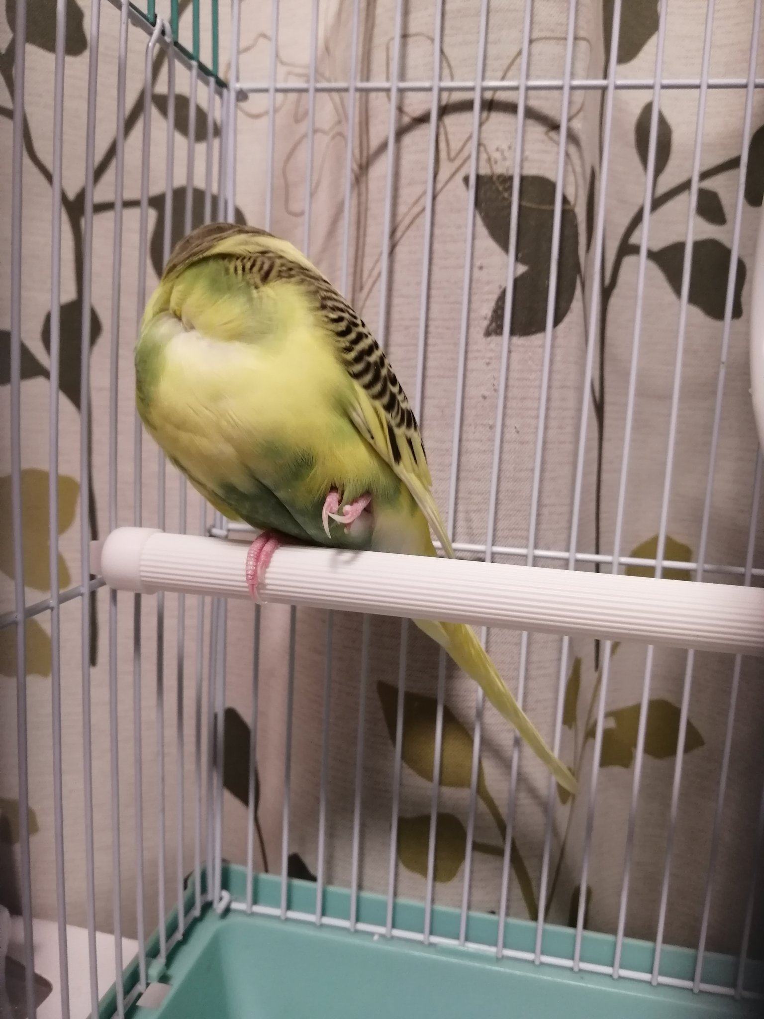 今日から爬虫類アカ 鳥って寝る時片足立ちなのね え なぜ T Co Jm8nww4ucj Twitter