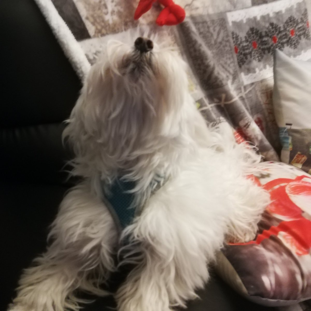 Murphy43412744's tweet photo. Grrrr 🐶🐕🐾je suis pas content mais c'est pas contre vous que j'en ai c'est contre ce confinement. Mes copains me manquent trop. Bonne journée à tous 🌞🌿🌸🌱🏵️🌼😘❤️ #dogslife #bichonmaltes #dogsoftwitter #dogsarelove #ThanksForFollow #ThanksForRT #ThanksForFriendship https://t.co/bMZWyHgCRq