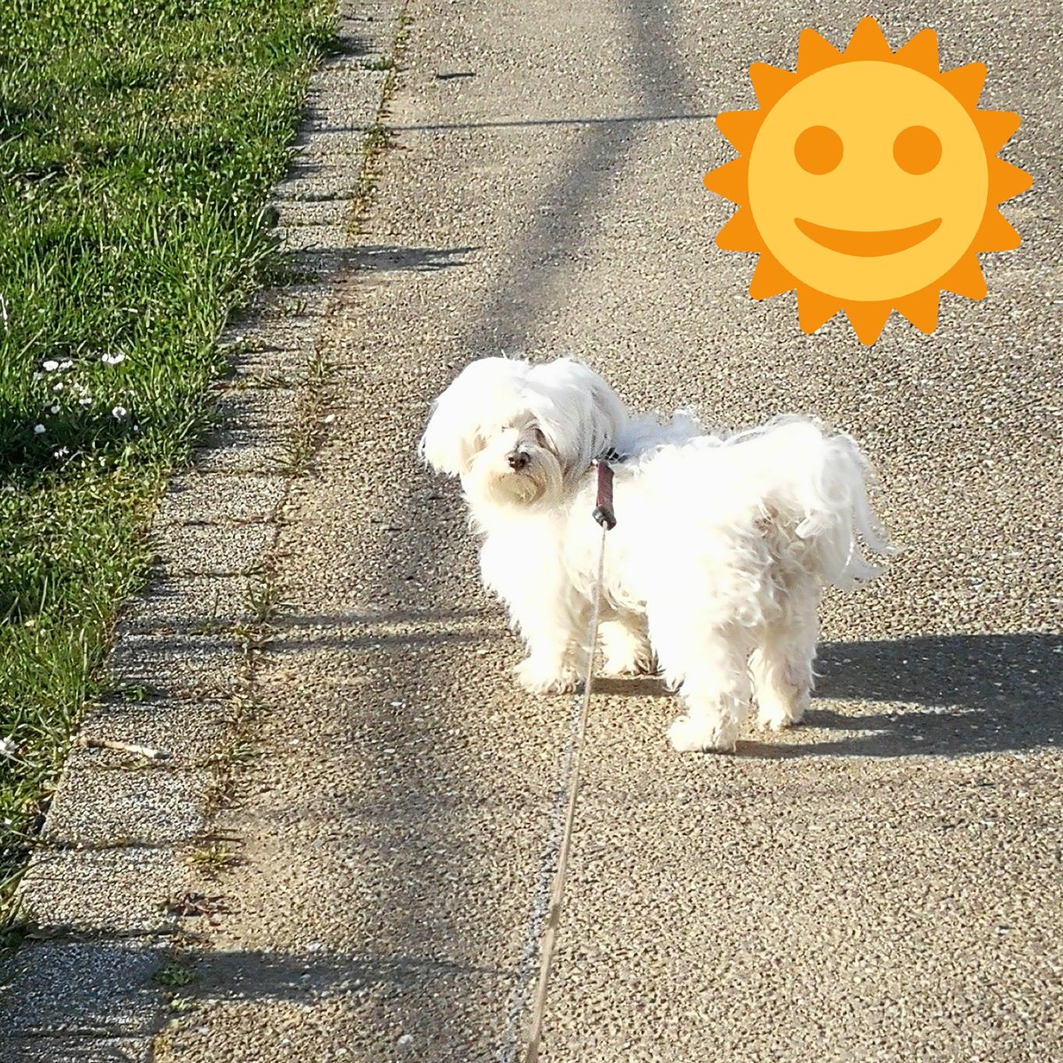 Murphy43412744's tweet photo. Grrrr 🐶🐕🐾je suis pas content mais c'est pas contre vous que j'en ai c'est contre ce confinement. Mes copains me manquent trop. Bonne journée à tous 🌞🌿🌸🌱🏵️🌼😘❤️ #dogslife #bichonmaltes #dogsoftwitter #dogsarelove #ThanksForFollow #ThanksForRT #ThanksForFriendship https://t.co/bMZWyHgCRq