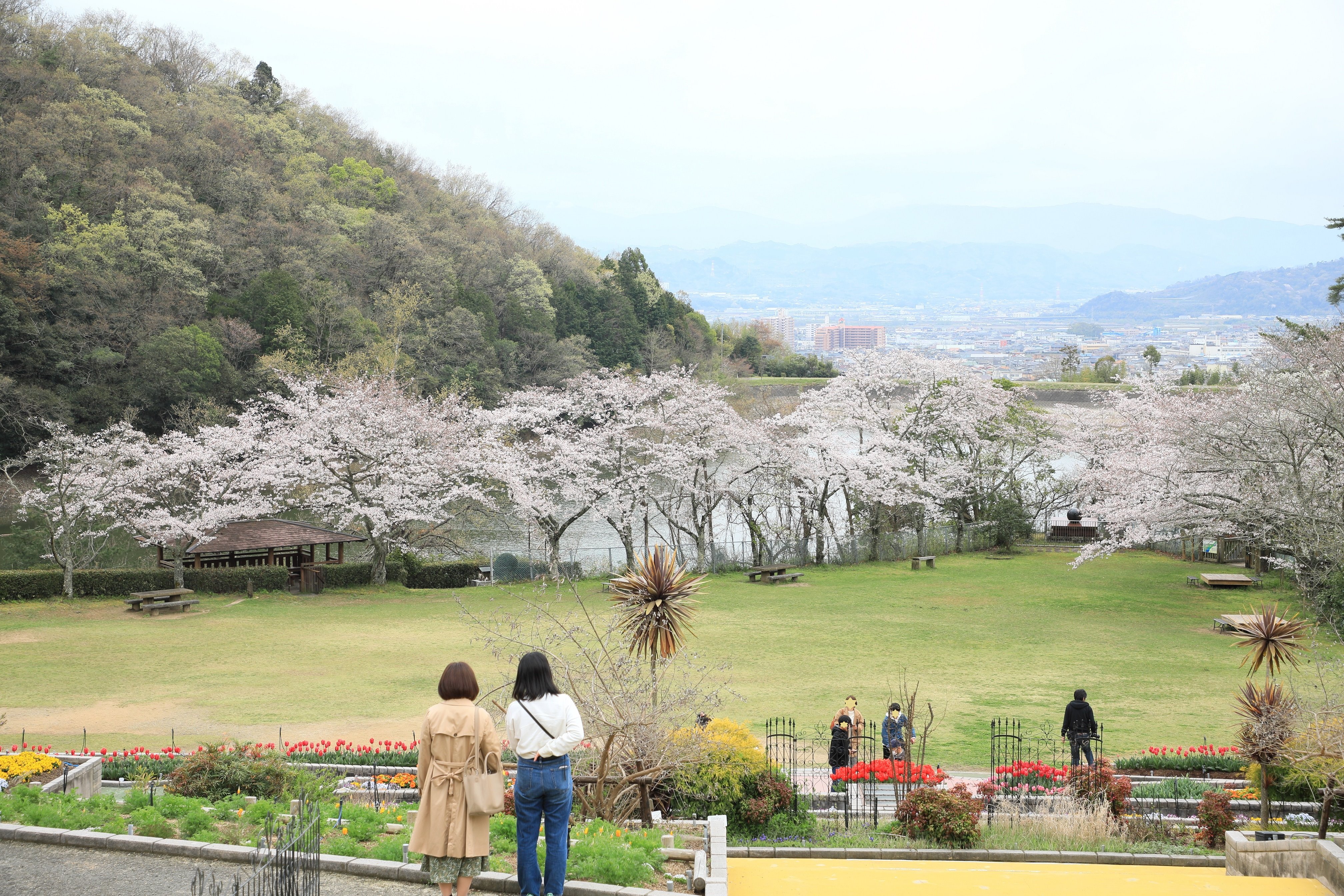 ようお詣りです 和歌山緑化センターも桜が満開でした チューリップとのコラボ きれいでした 和歌山緑化センター 和歌山県植物公園 入場無料 桜 チューリップ 年3月30日 T Co Hjesskvudc Twitter