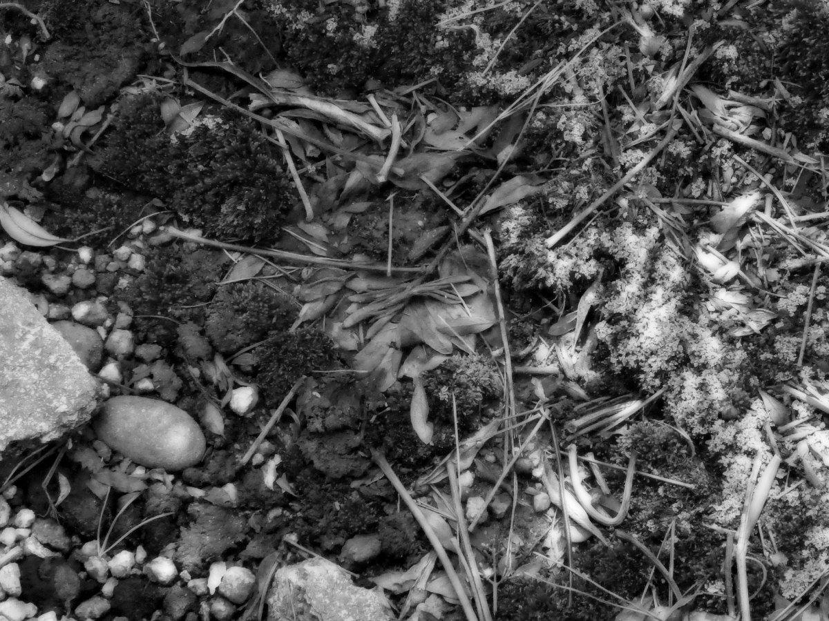 朽ちた植物で散りばめられたモノクロの世界。
#写真 #コンデジ #ファインダー越しの私の世界 #写真撮ってる人と繫がりたい #写真好きな人と繋がりたい #キリトリセカイ 