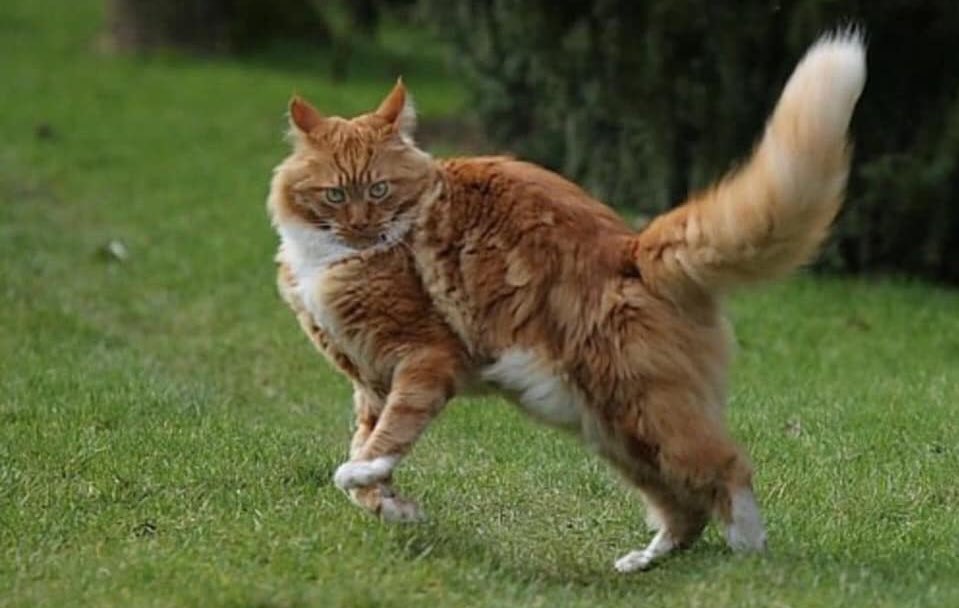 ThePhilosopurr's tweet image. #ThatFaceYouMakeWhen someone coughs in your general direction..

The fuk you say?!? 

#StaySafe my lovelies 💕💕🐾 #QuarantineLife