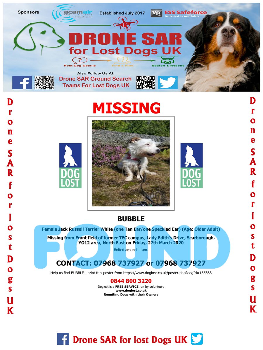 lost dog scarborough